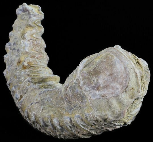 Cretaceous Fossil Oyster (Rastellum) - Madagascar #54452